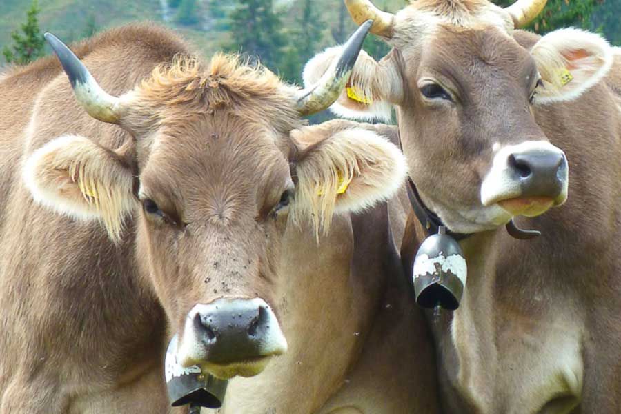 Milch von Almkühen